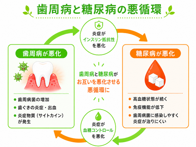 「歯周病と糖尿病の悪循環」歯周病が悪化：歯周病菌の増加・歯ぐきの炎症、出血・炎症物質（サイトカイン）が発生→炎症がインスリン抵抗性を悪化→糖尿病が悪化：高血糖状態が続く・免疫機能が低下・歯周病菌に感染しやすく炎症が治りにくい→炎症が血糖コントロールを悪化→歯周病が悪化